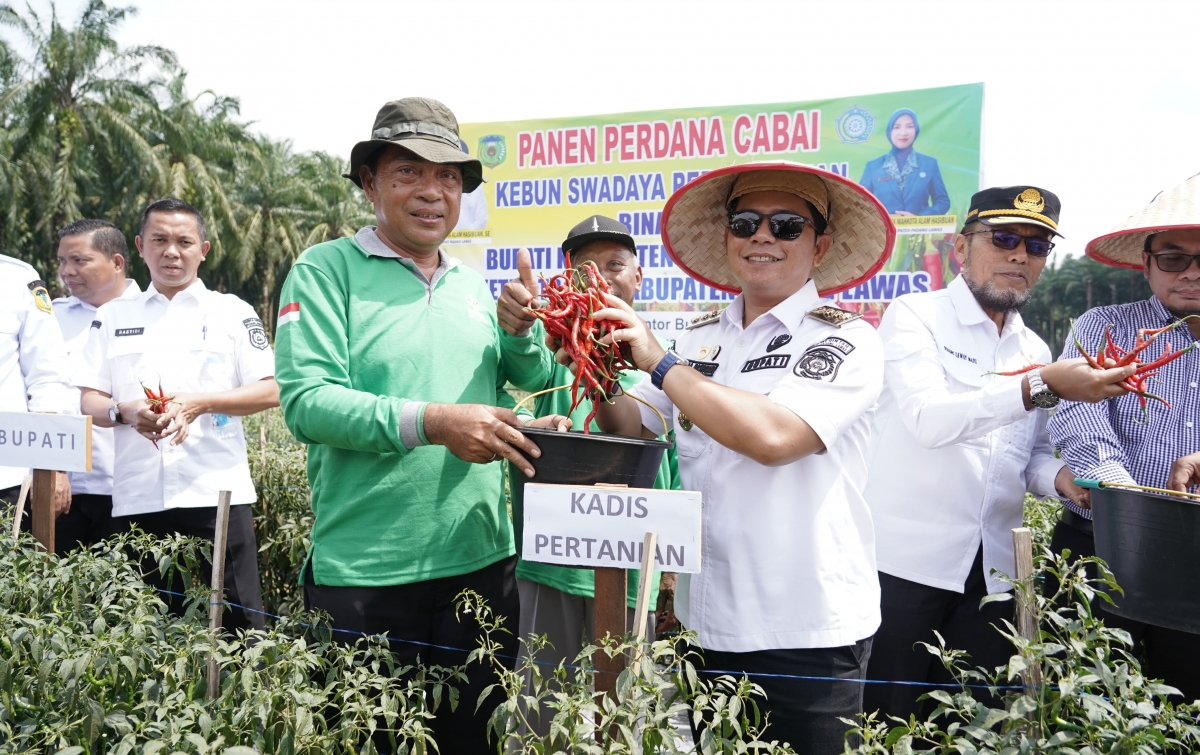 Panen Perdana Cabai Merah, Bupati Putra  Mahkota Minta  OPD Budidayakan Tanaman Holtikultura