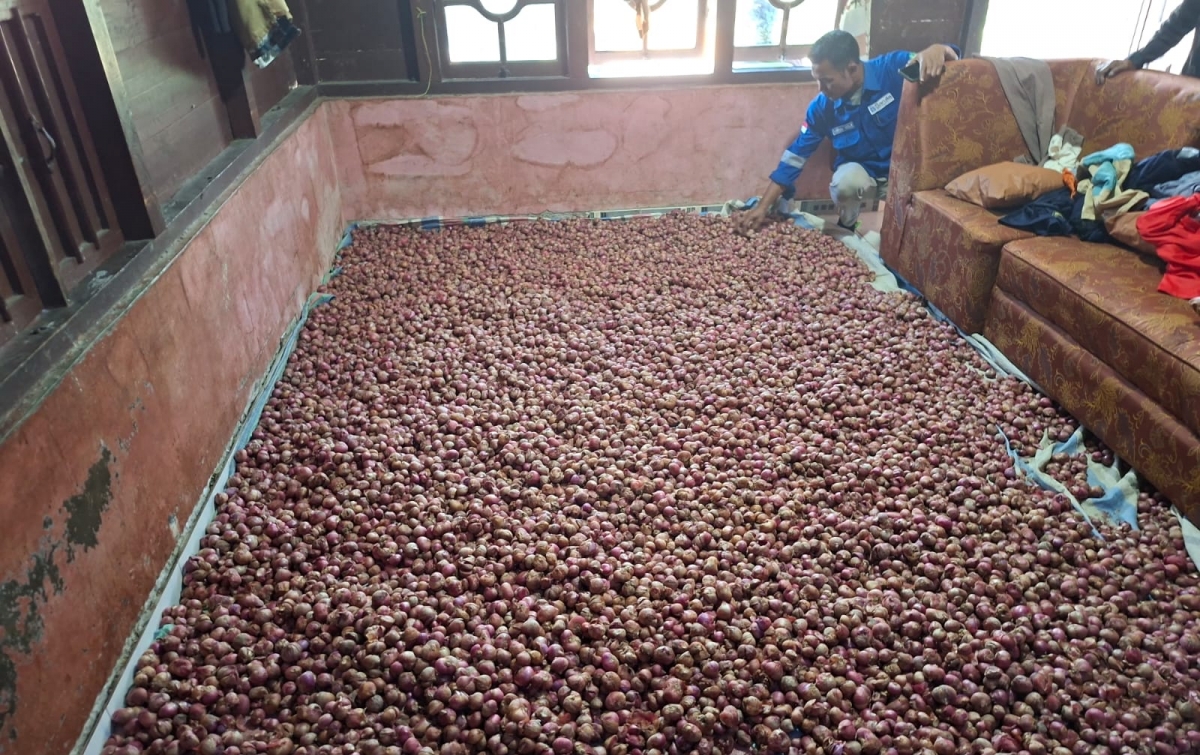 Panen Melimpah! Petani Binaan SOL Sukses Lipat Gandakan Produksi Bawang Merah