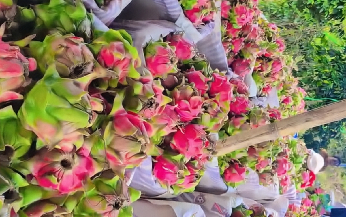 Buah Naga Berpotensi Dikirim ke Luar Kota, Ini Tantangan dan Peluangnya