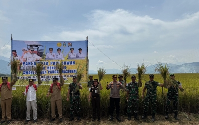 Karo Jadi Pilar Ketahanan Pangan, Wagubsu dan Forkopimda Panen Raya Padi di Mardingding