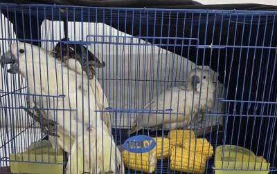 Nasib Pilu Kakatua Raja: Disekap dalam Sangkar Sempit Sebelum Nyaris Diselundupkan ke Luar Negeri