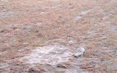 Taput Terima 103 Unit Rumah Hunian Tetap dari Kementerian PKP