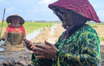 Bencana Berlalu, Sawah Mulai Hijau Lagi