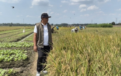 Bulog Sumut Mulai Serap Gabah Langsung dari Petani