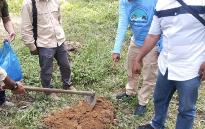 Sempat Viral, BBKSDA Tegaskan: Satwa Yang Ditemukan Tewas Ditabrak Ternyata Macan Dahan