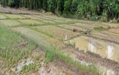 Pulihkan Ekonomi Petani, Pemkab Taput Ajukan Dana Rp 26,4 Miliar Pasca-Bencana