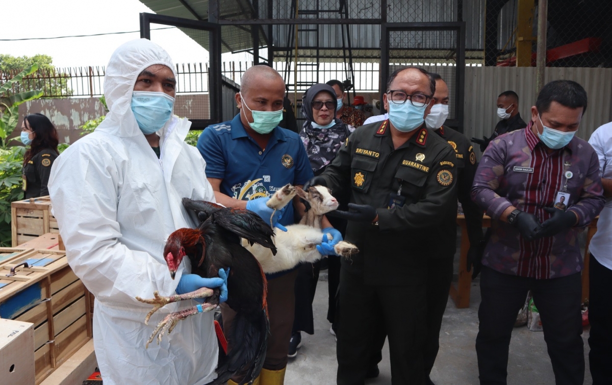 Bentengi Keamanan Hayati, Ratusan Ayam Bangkok dan Kambing Pigmi Ilegal Asal Thailand Dimusnahkan
