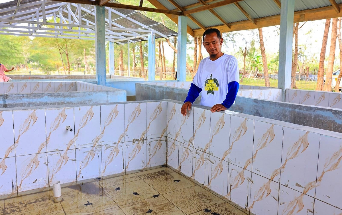 Ovata Indonesia Usulkan Pusat Riset Penyu Samudera Hindia di Muara Upu