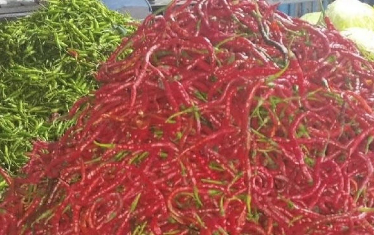 Prediksi Terbukti: Harga Cabai Merah di Sumut Mulai ‘Pedas’, Surplus Bukan Jaminan Harga Stabil