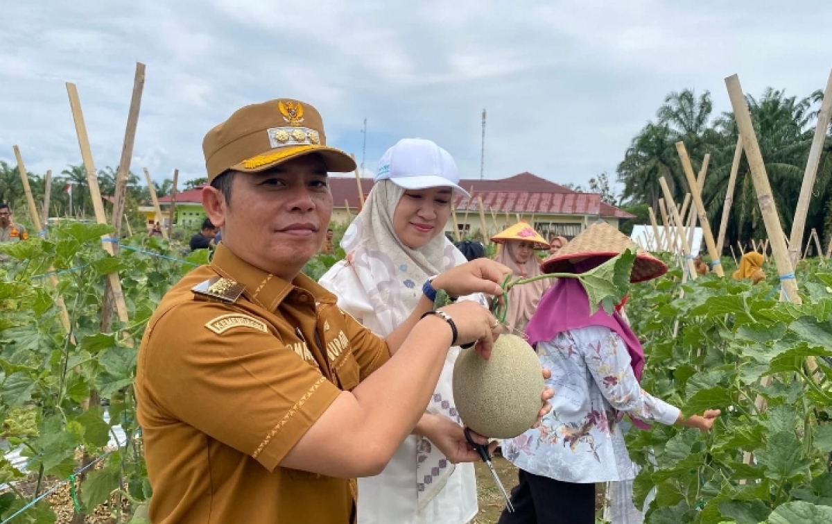 Panen 1,8  Ton Melon, Bupati Putra Mahkota Dorong Budidayakan Tanaman Hortikultura
