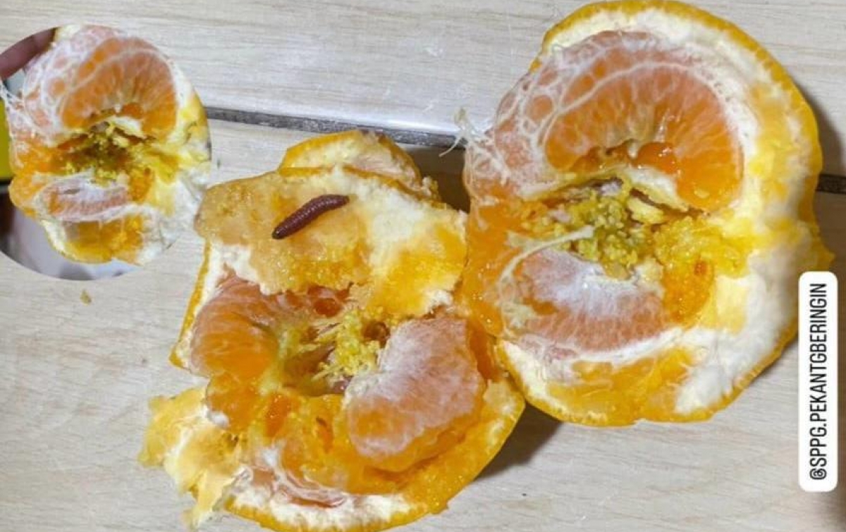 Menu MBG Berulat di Tanjung Beringin: SPPG Desa Pekan Bungkam, Keluarga Siswa Desak Evaluasi Total