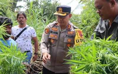Ladang Ganja di Desa Cinta Rakyat Terbongkar, Pemilik Tak Berkutik Saat Polisi Cabut 33 Batang Siap Panen