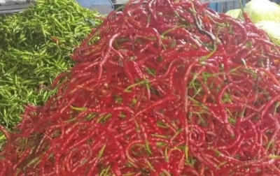 Prediksi Terbukti: Harga Cabai Merah di Sumut Mulai ‘Pedas’, Surplus Bukan Jaminan Harga Stabil