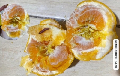 Menu MBG Berulat di Tanjung Beringin: SPPG Desa Pekan Bungkam, Keluarga Siswa Desak Evaluasi Total