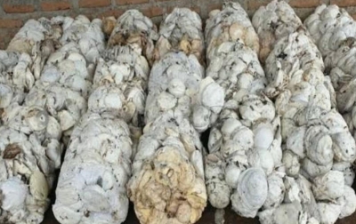 Ekspor Karet Alam Sumut Januari 2026 Turun, Harga Global Menguat