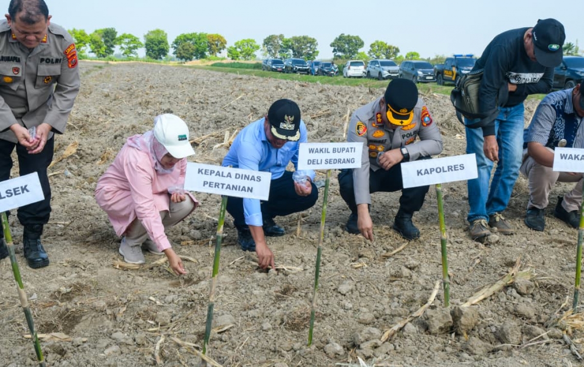 Pemkab Deli Serdang dan Polres Pelabuhan Belawan Kerjasama Tanam Jagung Raya
