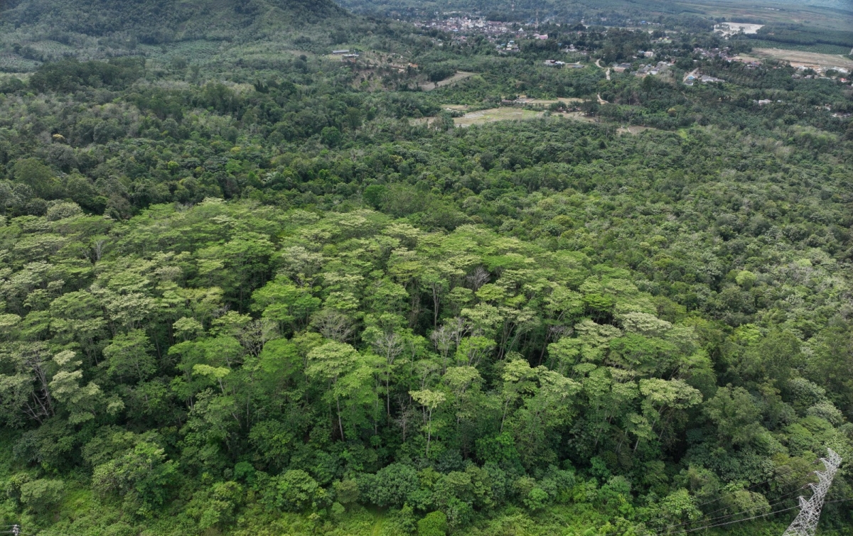 Rehabilitasi Lahan Martabe Dilakukan Progresif, 54 Hektare Telah Dipulihkan