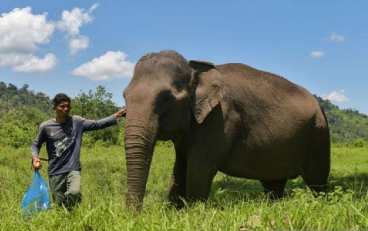 Wamenhut: Inpres Pastikan Perusahaan Jaga Wilayah Jelajah Gajah