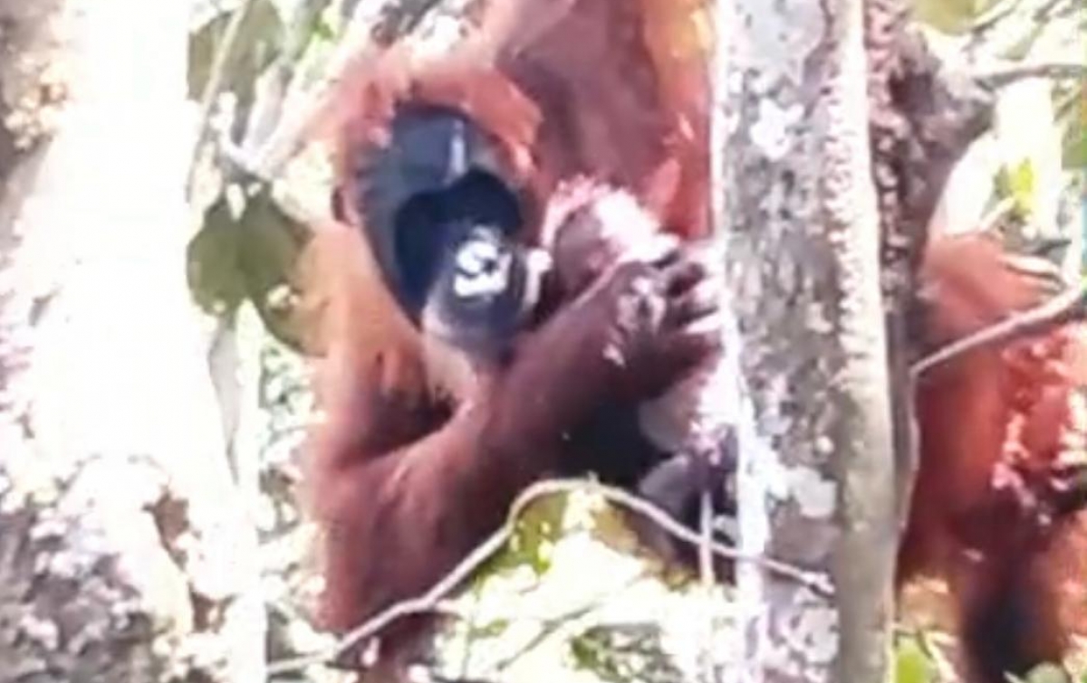 Kabar Bahagia dari Leuser: Pesek Lahirkan Anak ke-7, Simbol Keberhasilan Konservasi di Bukit Lawang