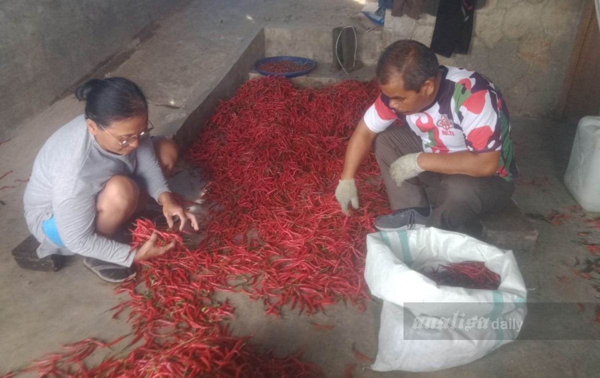 Cabe Merah ‘Tak Lagi Pedas’ di Dairi: Harga Terjun Bebas ke Rp9.000, Petani Gigit Jari