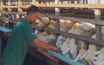 Kolaborasi Lintas Negara: Aliyah Rizq Agriculture dan Kerajaan Metar Bilad Deli Siapkan 4.500 Hewan Kurban untuk Idul Adha 2026
