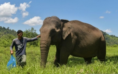 Wamenhut: Inpres Pastikan Perusahaan Jaga Wilayah Jelajah Gajah