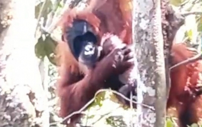 Kabar Bahagia dari Leuser: Pesek Lahirkan Anak ke-7, Simbol Keberhasilan Konservasi di Bukit Lawang