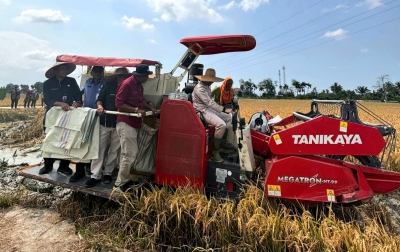 Panen Benih Ungu Inpari 32, UPTD Tanjungmorawa Siapkan Stok Unggul untuk Petani