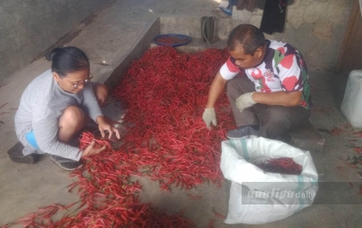 Cabe Merah ‘Tak Lagi Pedas’ di Dairi: Harga Terjun Bebas ke Rp9.000, Petani Gigit Jari