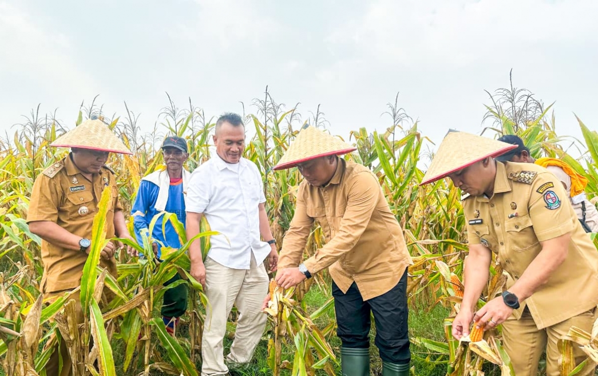 Panen Raya di Saentis, Wabup Dorong Petani Jagung Sokong Ketahanan Pangan di Deli Serdang