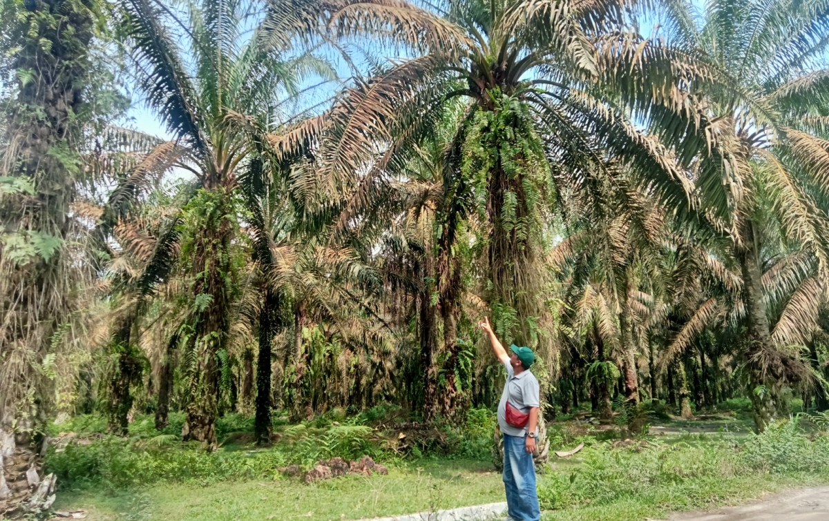 Perawatan Kurang Maksimal, Kebun PTPN di Asahan Diserang Hama Ulat Api