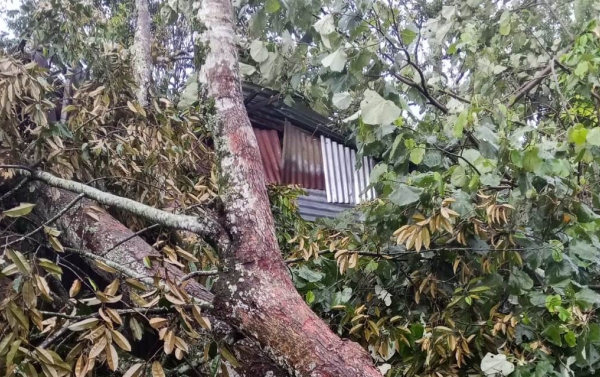 7 Rumah Rusak Diterjang Angin Kencang, 2 Tertimpa Pohon di Buluduri Dairi