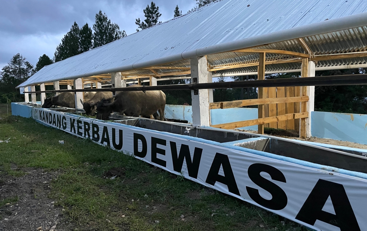 PLN UID Sumatera Utara Luncurkan Program Pemberdayaan Ternak Kerbau