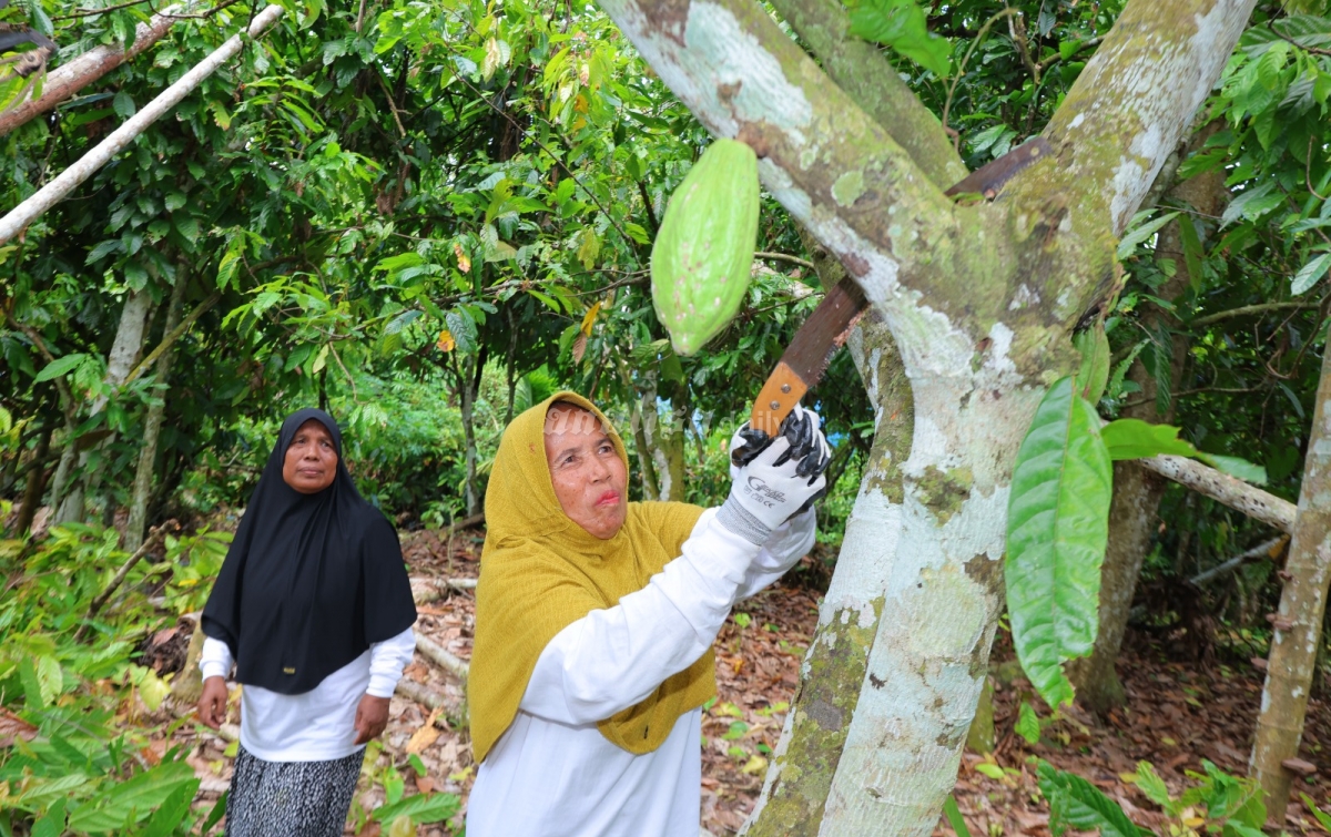 Cerita Para Perempuan Tangguh dari Sumatera Jadi Ujuk Tombak Ekonomi Keluarga