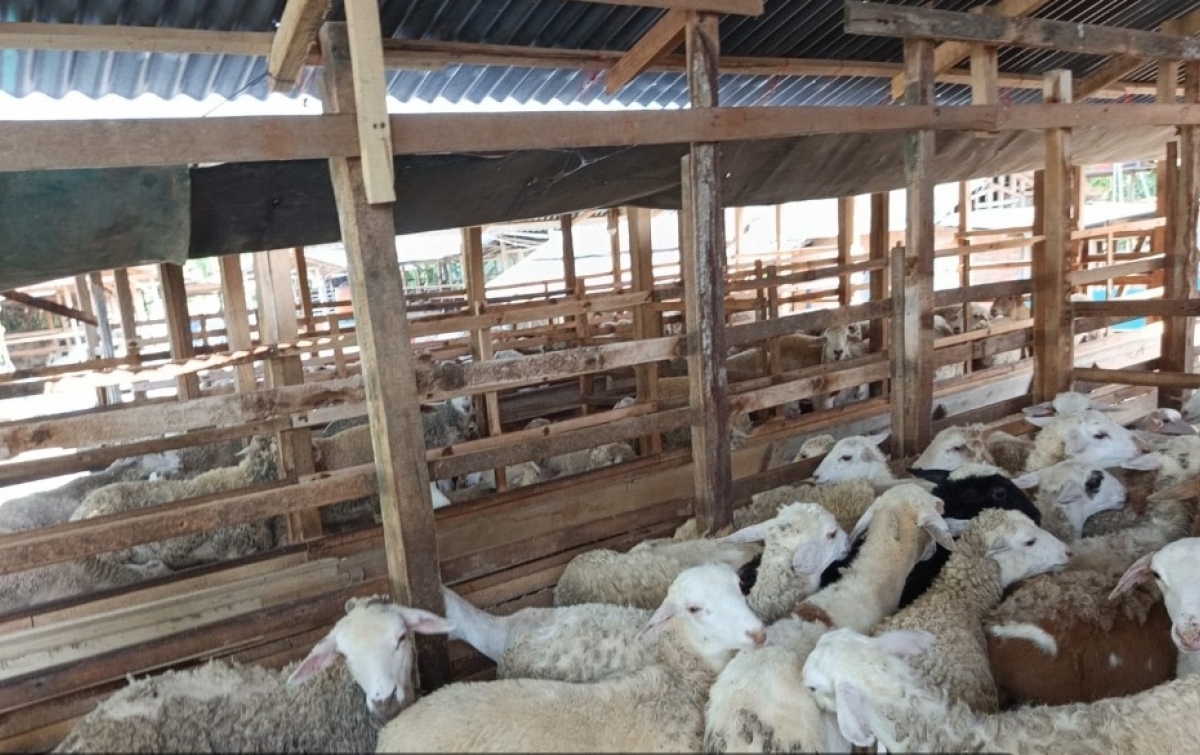 Dipercaya Masyarakat Singapura dan Malaysia, Aliyah Rizq Fokuskan Pemotongan Hewan Kurban di Deli Serdang