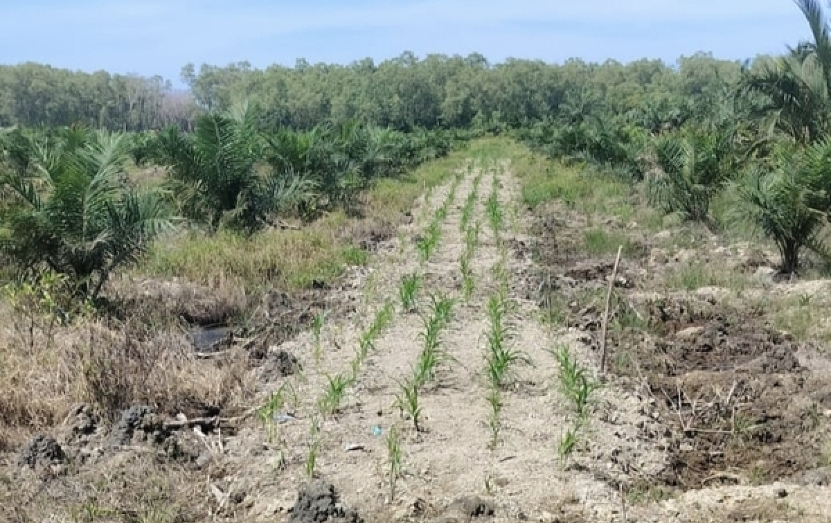 Dugaan Perambahan Hutan di Tanjungpura,   Pemilik Lahan Siap Mengembalikan Kepada Negara Jika Lahannya Masuk Kawasan Hutan