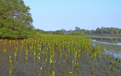 Mangrove, Tata Ruang, dan Keberanian Negara