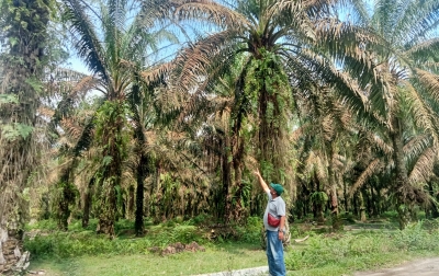 Perawatan Kurang Maksimal, Kebun PTPN di Asahan Diserang Hama Ulat Api