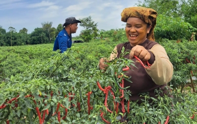 Petani di Karo Terbantu Program KAD Pengiriman Cabai Merah ke Kota Palangkaraya