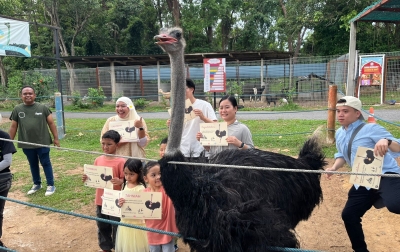 Ostrich Farm Negeri Sembilan, Mulai Lomba Lari Sampai Kulineran Serba Ostrich