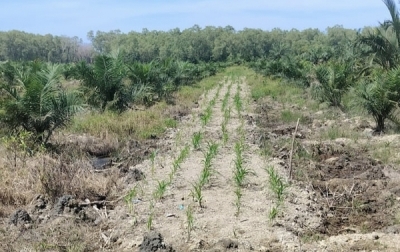 Dugaan Perambahan Hutan di Tanjungpura,   Pemilik Lahan Siap Mengembalikan Kepada Negara Jika Lahannya Masuk Kawasan Hutan