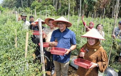 Berjemur ke Kutalimbaru, Bupati Borong Cabai Petani