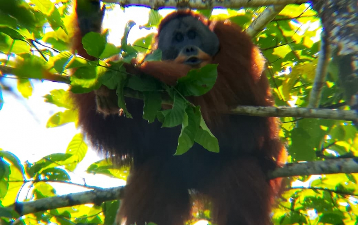 Evakuasi Dramatis 'Sang Raja Hutan': Orangutan Jantan 95 Kg yang Terisolasi di Langkat Berhasil Diselamatkan!