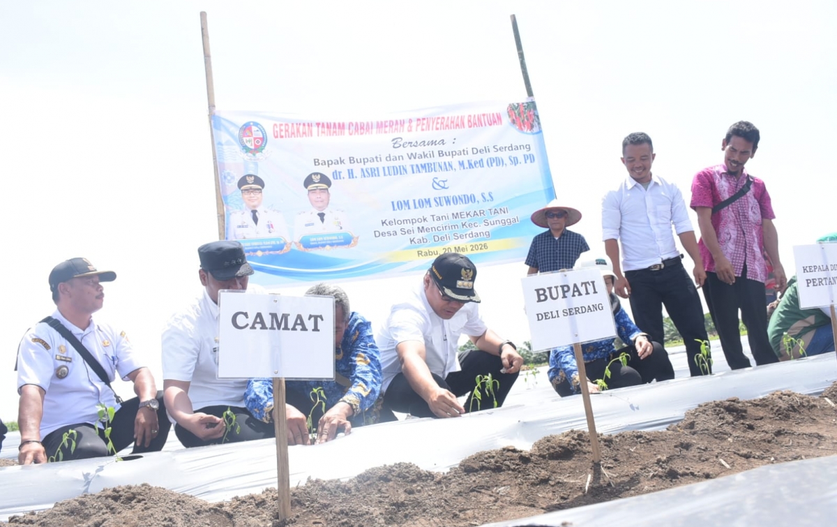 Tanam Cabai di Sunggal, Bupati Deli Serdang Tindaklanjuti Keluhan Petani
