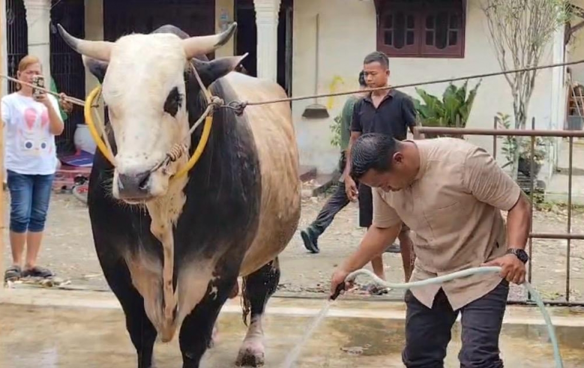 Menengok Patih Gajahmada, Sapi Juara Kontes Asal Binjai Dibeli Presiden Prabowo untuk Kurban di Sumut