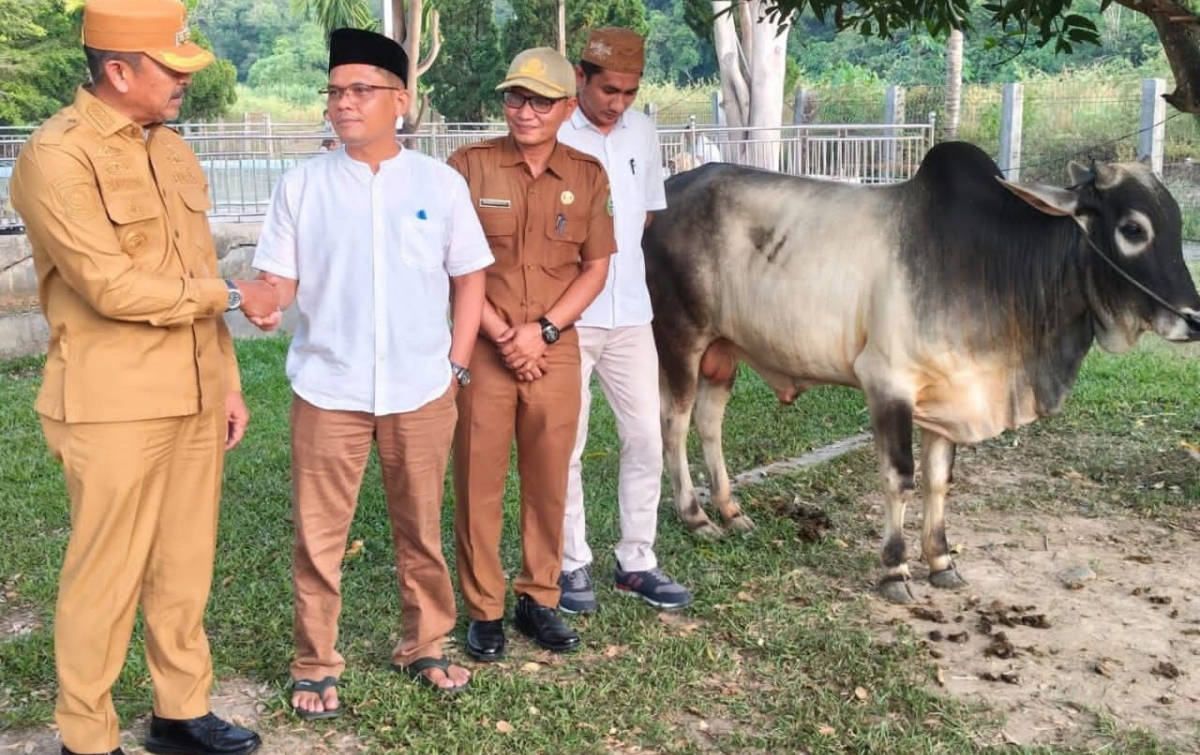 Pemkab Madina Salurkan 18 Hewan Kurban, Saipullah : Belum Capai Target