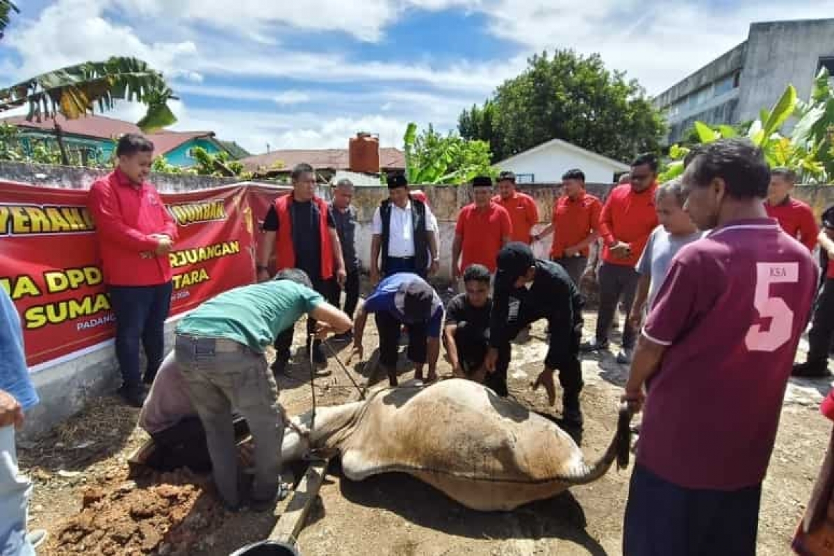 PDIP Sumut Salurkan 113 Ekor Sapi Kurban ke 32 DPC, Rapidin: Bukan dari APBN