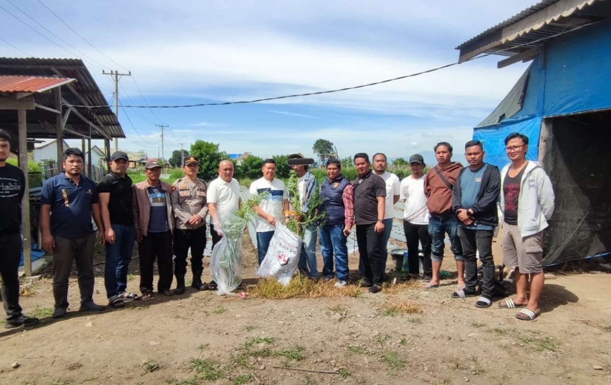 Nekat Tanam 14 Batang Ganja di Ladang, Seorang Lansia di Berastagi Tak Berkutik Ditangkap Polisi