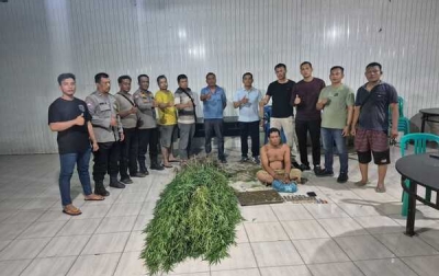 Satres Narkoba Deliserdang Ungkap Penanaman 40 Batang Ganja