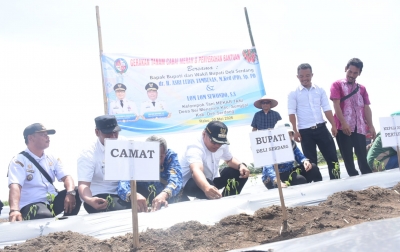 Tanam Cabai di Sunggal, Bupati Deli Serdang Tindaklanjuti Keluhan Petani